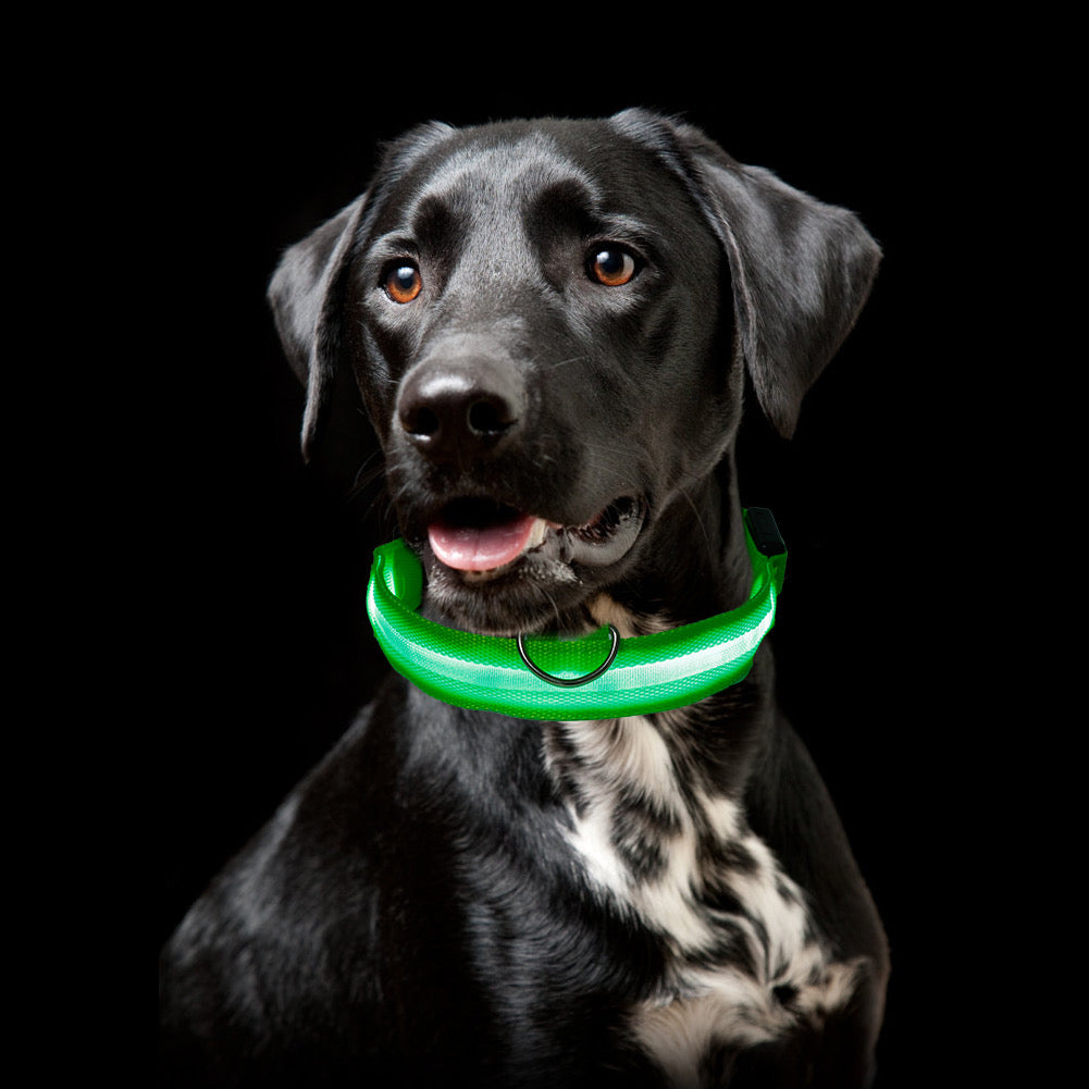 Protect and Luv your Lab on  morning and evening walks and runs!   SafeLab Glow In The Dark LED Nylon Collar In Multiple Colors.